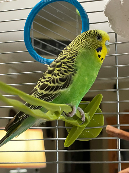 Parakeet Lifespan - How long does a parakeet live?